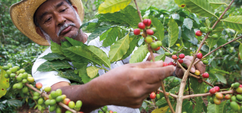 Кофейная плантация в Колумбии