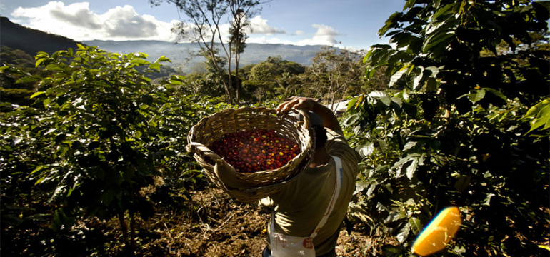 Кофейная плантация в Перу