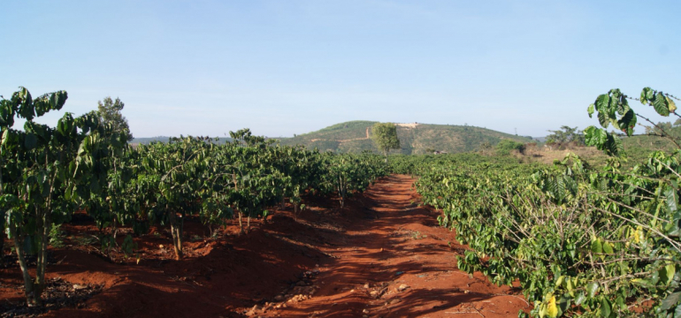 Кофейная плантация в регионе Далат во Вьетнаме