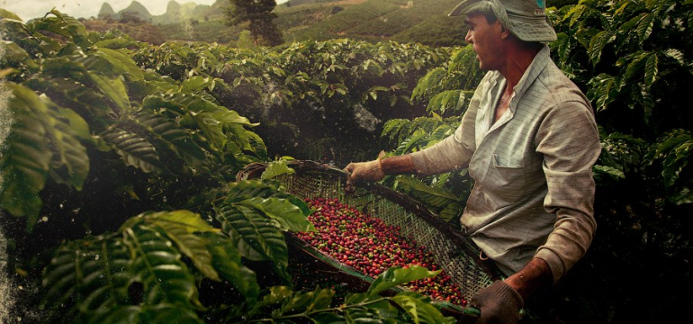 Кофейная плантация в регионе Сантос, Бразилия