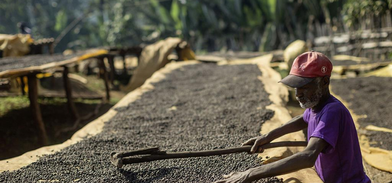 Кофейная плантация в регионе Сидамо, Эфиопия