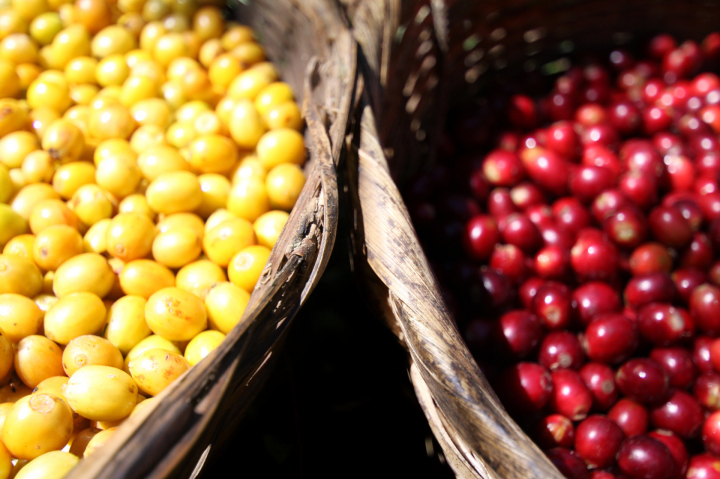 Yellow Bourbon Santos